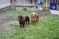 AKC LH Red (light Red), a female Miniature Dachshund for sale in Edinburg, TX – 5 of 5
