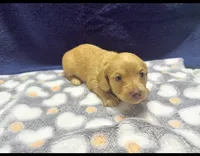 AKC LH Red (light Red), a male Miniature Dachshund for sale in Edinburg, TX – 4 of 5