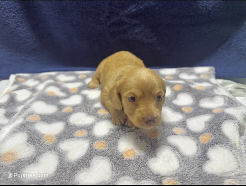 AKC LH Red (light Red) – Miniature Dachshund puppy for sale in Edinburg, TX