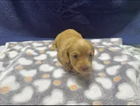AKC LH Red (light Red), a male Miniature Dachshund for sale in Edinburg, TX – 1 of 5