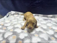 AKC LH Red (light Red), a female Miniature Dachshund for sale in Edinburg, TX – 4 of 5