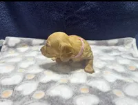 AKC LH Red (light Red), a female Miniature Dachshund for sale in Edinburg, TX – 3 of 5