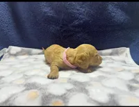 AKC LH Red (light Red), a female Miniature Dachshund for sale in Edinburg, TX – 2 of 5