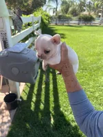 Snowy , a male French Bulldog for sale in Acampo, CA – 2 of 3
