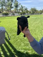 Luna , a female French Bulldog for sale in Acampo, CA – 2 of 2