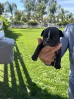 Nico , a male French Bulldog for sale in Acampo, CA – 3 of 3