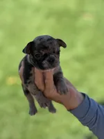 Lulu, a female French Bulldog for sale in Acampo, CA – 1 of 3