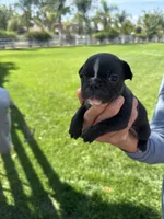 Nico , a male French Bulldog for sale in Acampo, CA – 2 of 3