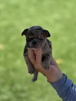 Lulu, a female French Bulldog for sale in Acampo, CA – 2 of 3