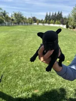 Luna , a female French Bulldog for sale in Acampo, CA – 1 of 2