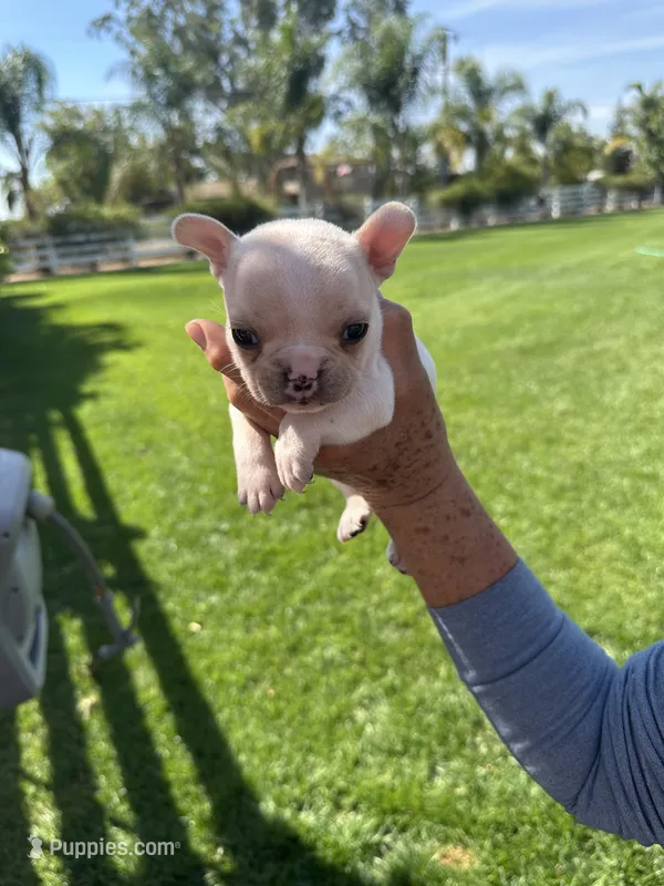 Snowy  – French Bulldog puppy for sale in Acampo, CA