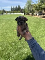 Lulu, a female French Bulldog for sale in Acampo, CA – 3 of 3