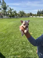 Snowy , a male French Bulldog for sale in Acampo, CA – 3 of 3