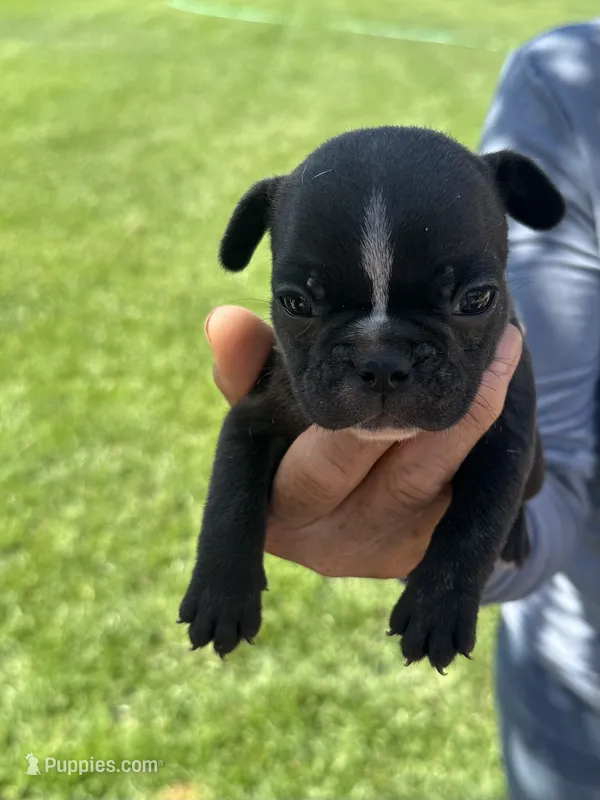 Nico  – French Bulldog puppy for sale in Acampo, CA