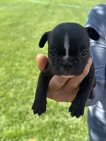 Nico , a male French Bulldog for sale in Acampo, CA – 1 of 3