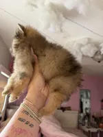 Freckles, a male Pomeranian for sale in Newark, NJ – 4 of 5