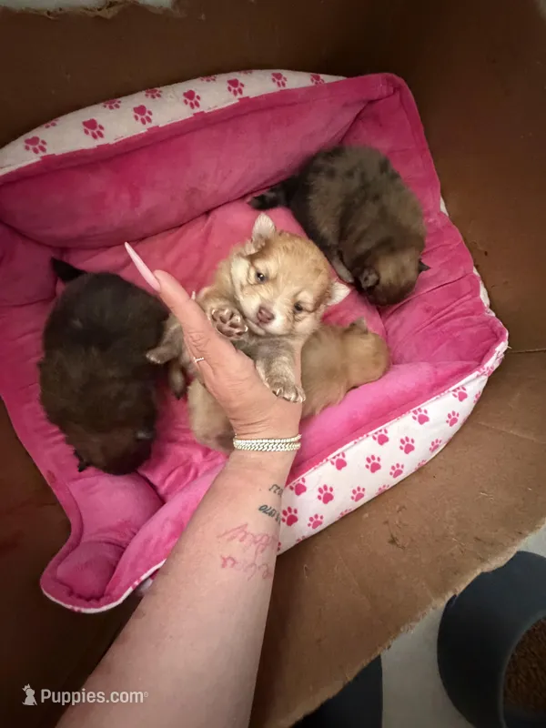 Caramel, a male Pomeranian for sale in Newark, NJ – 1 of 3