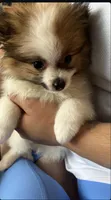 Blaze, a male Pomeranian for sale in Newark, NJ – 10 of 10