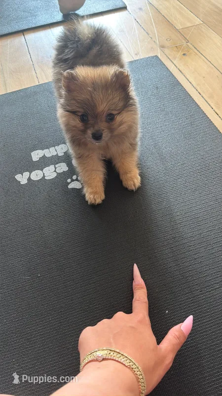 Mr. freckles – Pomeranian puppy for sale in Newark, NJ