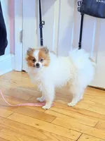 Blaze, a male Pomeranian for sale in Newark, NJ – 1 of 5