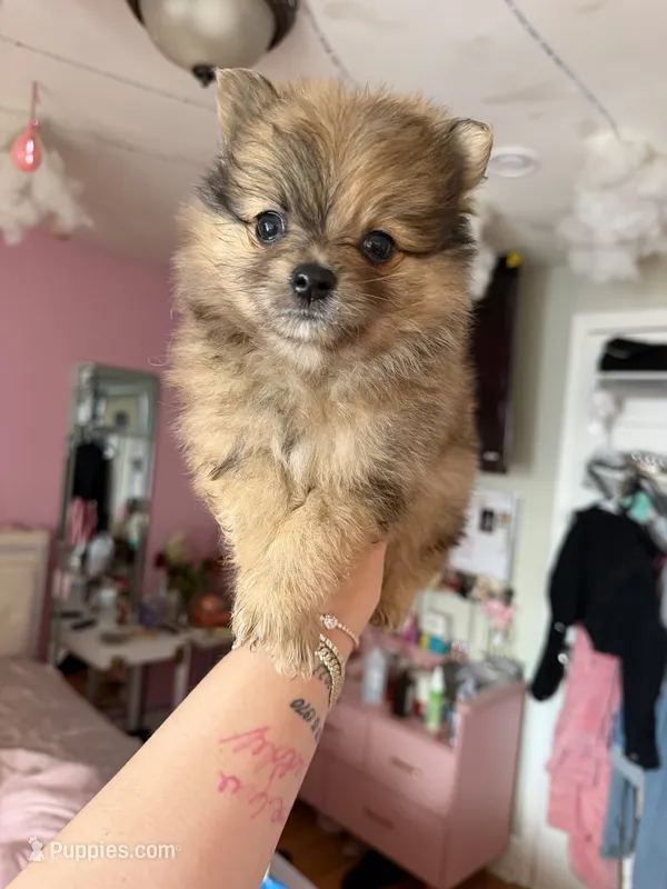 Freckles – Pomeranian puppy for sale in Newark, NJ