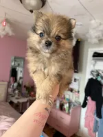 Freckles, a male Pomeranian for sale in Newark, NJ – 1 of 5
