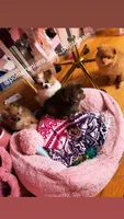 Blaze, a male Pomeranian for sale in Newark, NJ – 4 of 5
