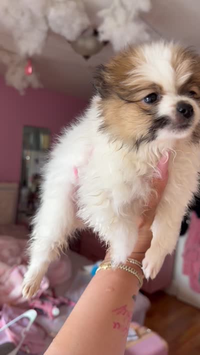 Blaze, a male Pomeranian for sale in Newark, NJ – 4 of 4
