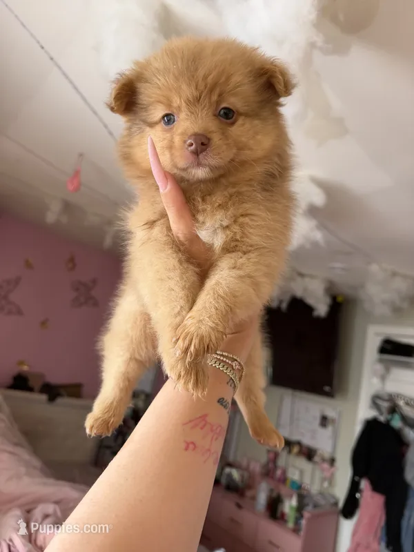 Hazel – Pomeranian puppy for sale in Newark, NJ