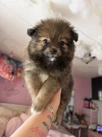 Chocolate, a female Pomeranian for sale in Newark, NJ – 3 of 4