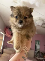 Mr. freckles, a male Pomeranian for sale in Newark, NJ – 3 of 3