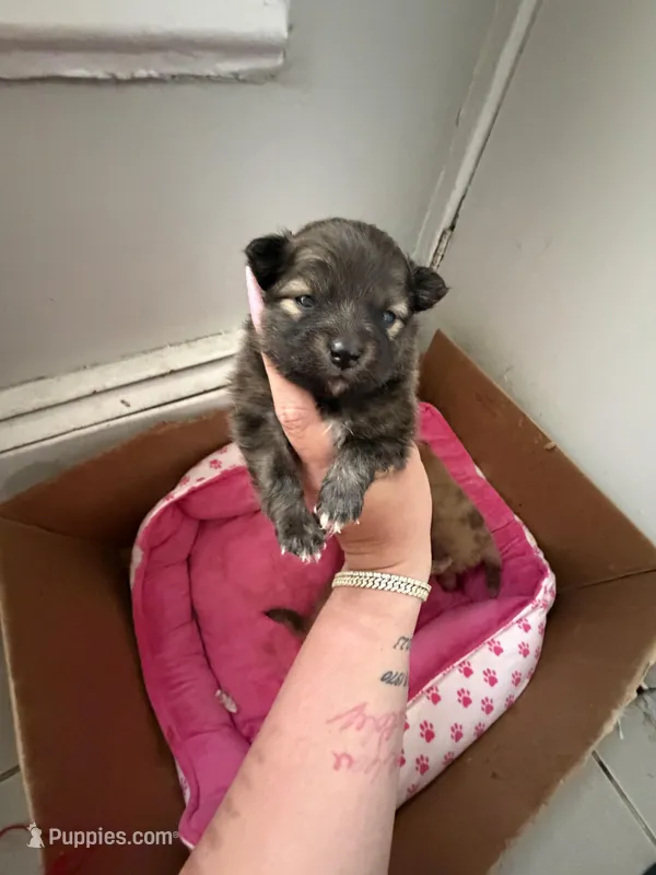 Chocolate – Pomeranian puppy for sale in Newark, NJ