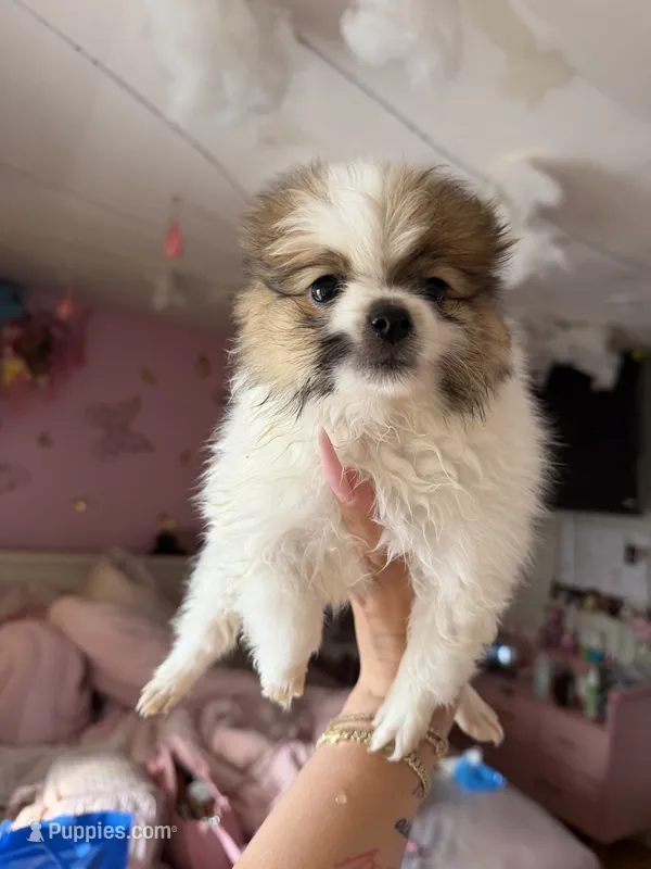 Blaze – Pomeranian puppy for sale in Newark, NJ