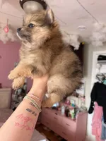 Freckles, a male Pomeranian for sale in Newark, NJ – 2 of 5