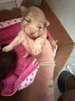 Hazel, a female Pomeranian for sale in Newark, NJ – 2 of 3