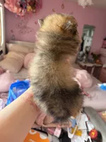 Freckles, a male Pomeranian for sale in Newark, NJ – 3 of 5