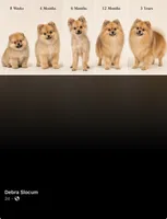 Blaze, a male Pomeranian for sale in Newark, NJ – 5 of 5