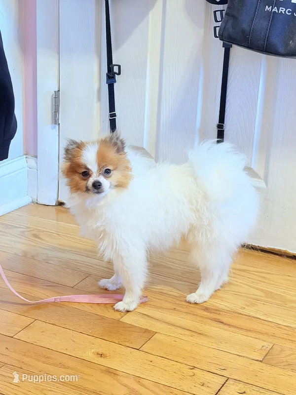 Blaze – Pomeranian puppy for sale in Newark, NJ