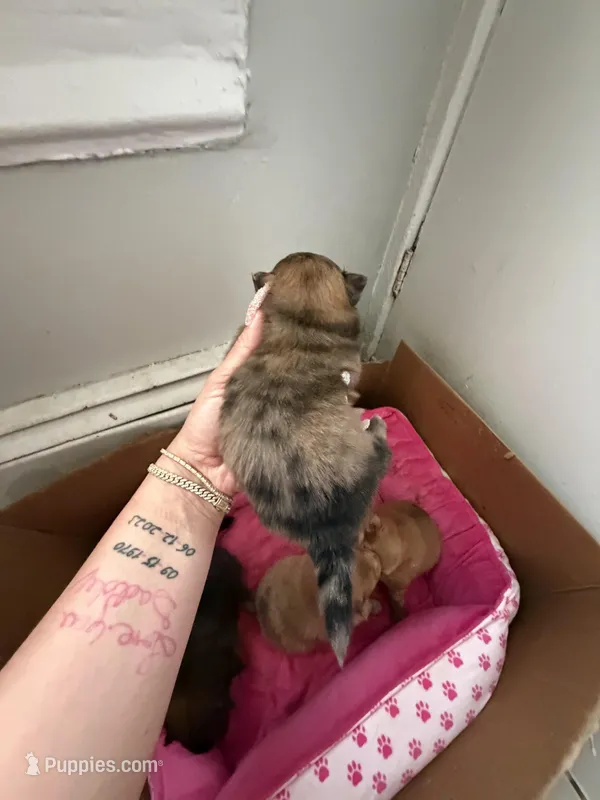 Freckles – Pomeranian puppy for sale in Newark, NJ