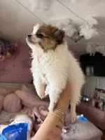 Blaze, a male Pomeranian for sale in Newark, NJ – 3 of 4