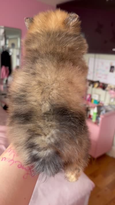 Freckles, a male Pomeranian for sale in Newark, NJ – 5 of 5