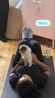 Blaze, a male Pomeranian for sale in Newark, NJ – 3 of 5