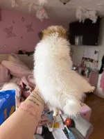 Blaze, a male Pomeranian for sale in Newark, NJ – 2 of 4