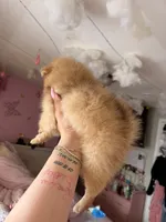 Hazel, a female Pomeranian for sale in Newark, NJ – 2 of 4