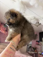 Chocolate, a female Pomeranian for sale in Newark, NJ – 2 of 4