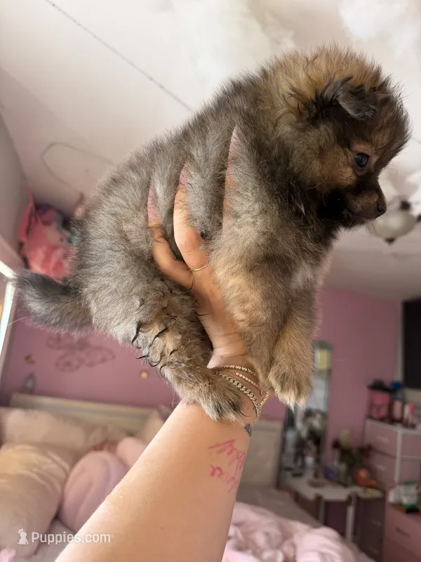 Chocolate – Pomeranian puppy for sale in Newark, NJ