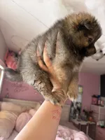 Chocolate, a female Pomeranian for sale in Newark, NJ – 1 of 4