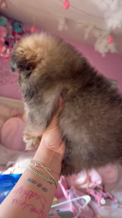Chocolate, a female Pomeranian for sale in Newark, NJ – 4 of 4