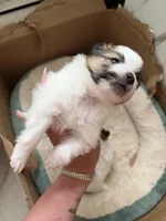 Blaze, a male Pomeranian for sale in Newark, NJ – 4 of 5