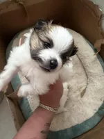 Blaze, a male Pomeranian for sale in Newark, NJ – 2 of 5